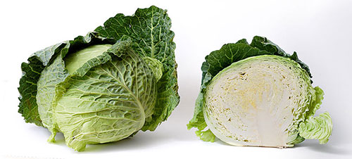 cabbage